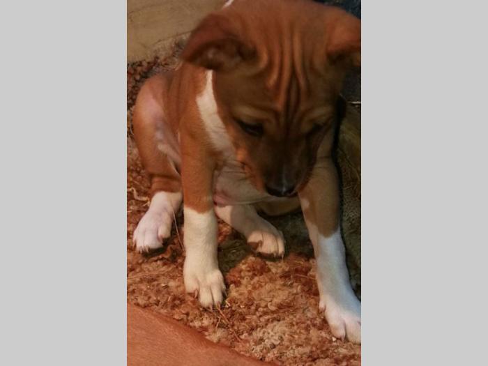 basenji štenci besplatni mali oglasi