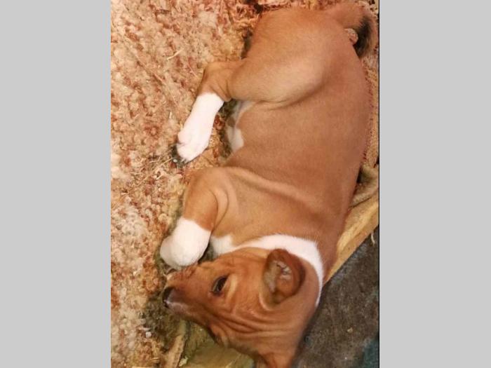 basenji štenci besplatni mali oglasi