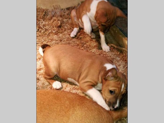 basenji štenci besplatni mali oglasi