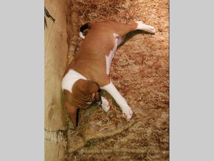 basenji štenci besplatni mali oglasi