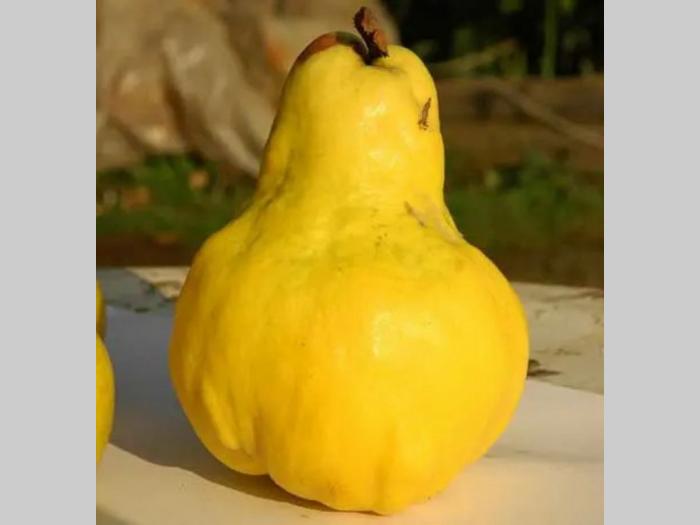 sadnice dunje prodaja besplatni mali oglasi