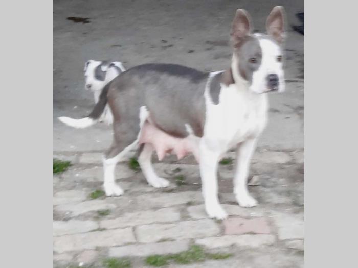 staford štenci besplatni mali oglasi