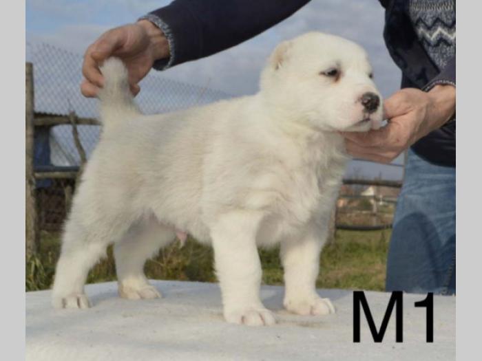 azijati štenci besplatni mali oglasi