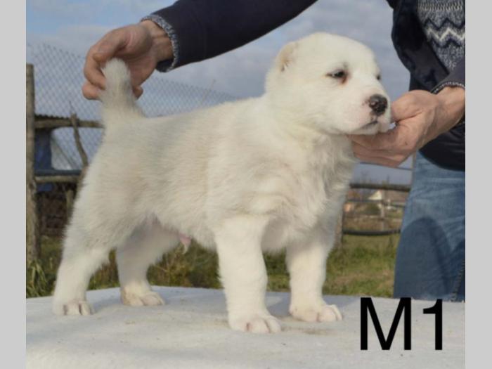 azijati štenci besplatni mali oglasi