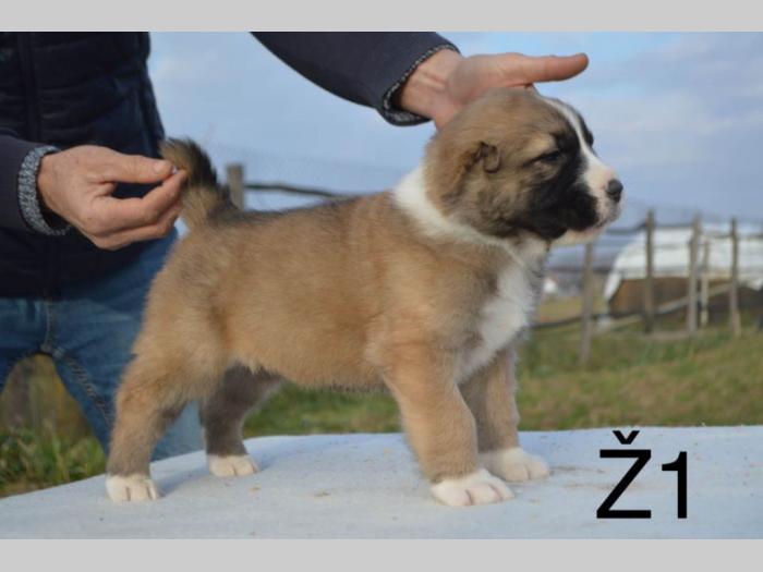 azijati štenci besplatni mali oglasi