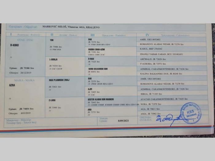 azijati štenci besplatni mali oglasi