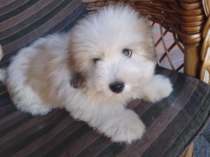 koton de tulear i tulearski pas štenci besplatni mali oglasi