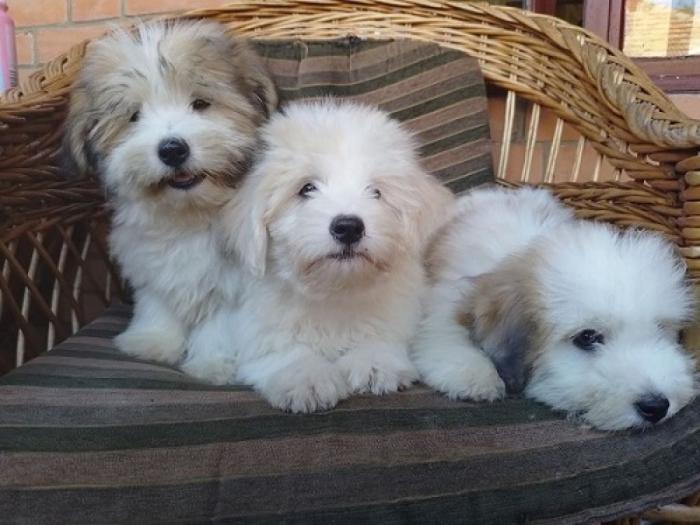 koton de tulear i tulearski pas štenci besplatni mali oglasi