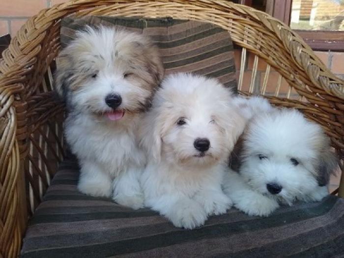 koton de tulear i tulearski pas štenci besplatni mali oglasi