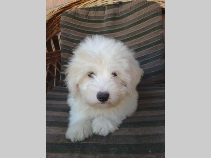 koton de tulear i tulearski pas štenci besplatni mali oglasi