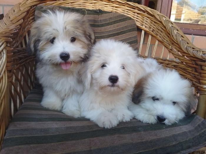 koton de tulear i tulearski pas štenci besplatni mali oglasi