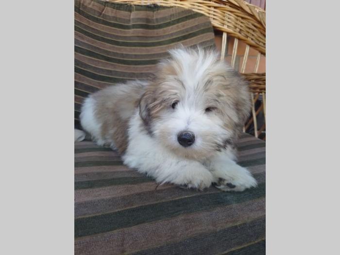 koton de tulear i tulearski pas štenci besplatni mali oglasi