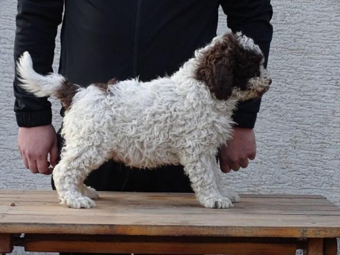 lagotto romagnolo štenci besplatni mali oglasi