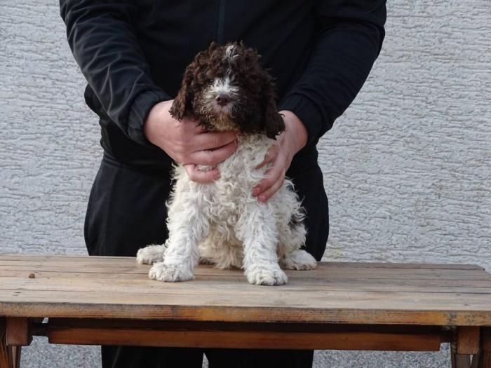 lagotto romagnolo štenci besplatni mali oglasi