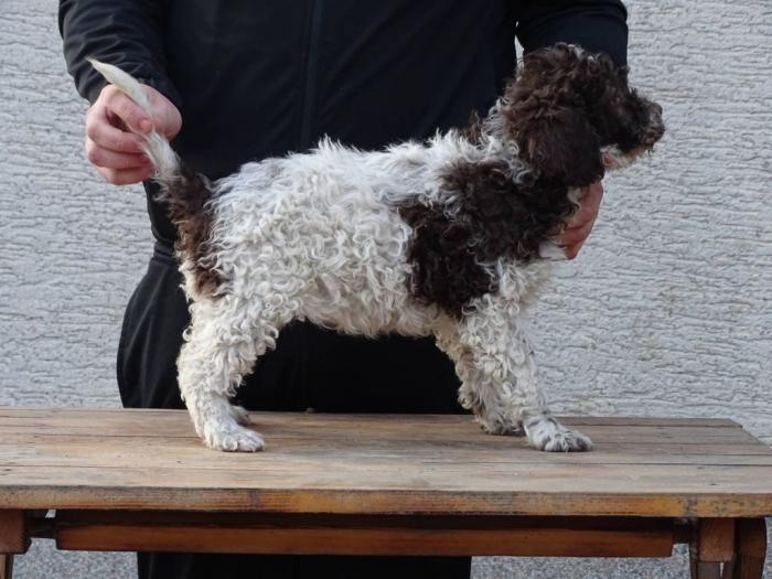 lagotto romagnolo štenci besplatni mali oglasi