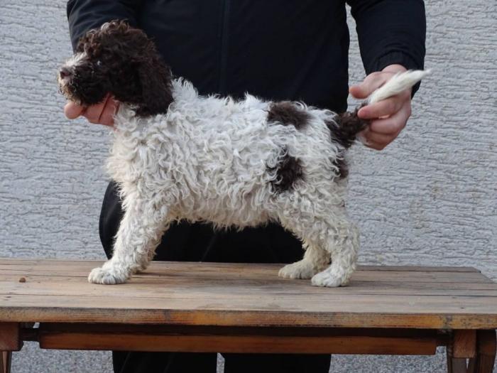 lagotto romagnolo štenci besplatni mali oglasi