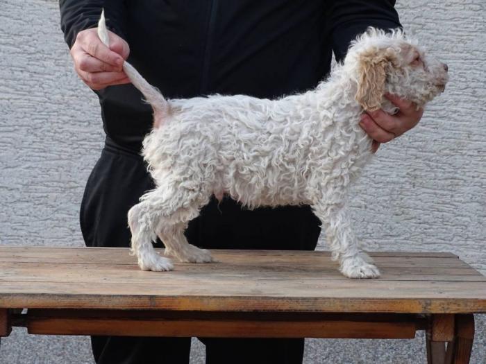 lagotto romagnolo štenci besplatni mali oglasi