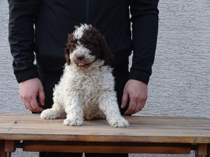 lagotto romagnolo štenci besplatni mali oglasi