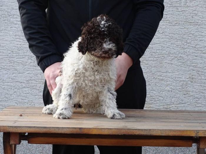 lagotto romagnolo štenci besplatni mali oglasi