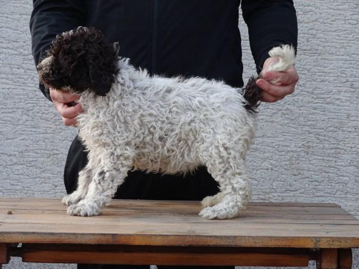 lagotto romagnolo štenci besplatni mali oglasi