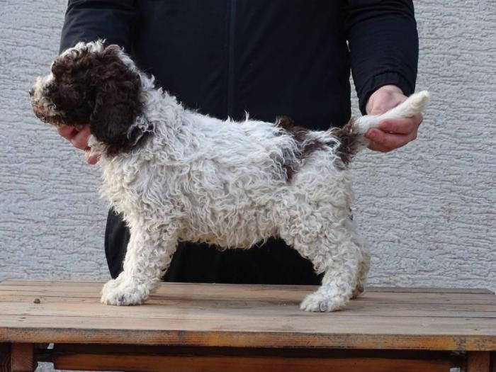 lagotto romagnolo štenci besplatni mali oglasi