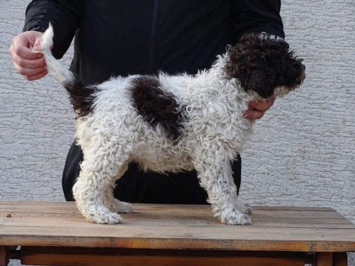 lagotto romagnolo štenci besplatni mali oglasi