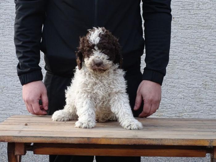 lagotto romagnolo štenci besplatni mali oglasi