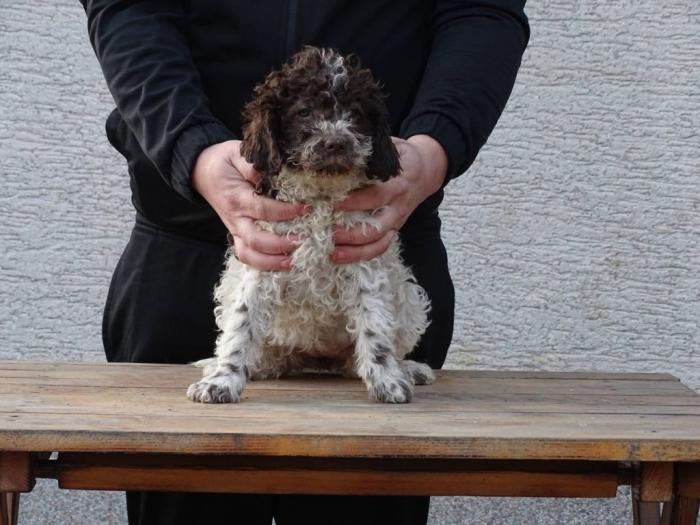 lagotto romagnolo štenci besplatni mali oglasi