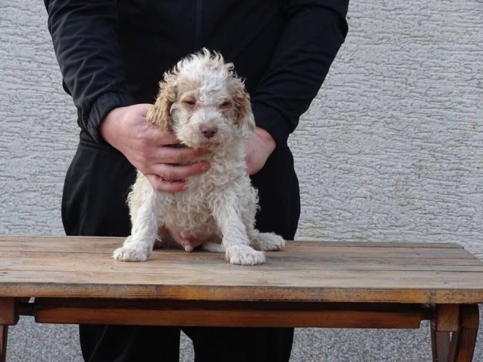 lagotto romagnolo štenci besplatni mali oglasi