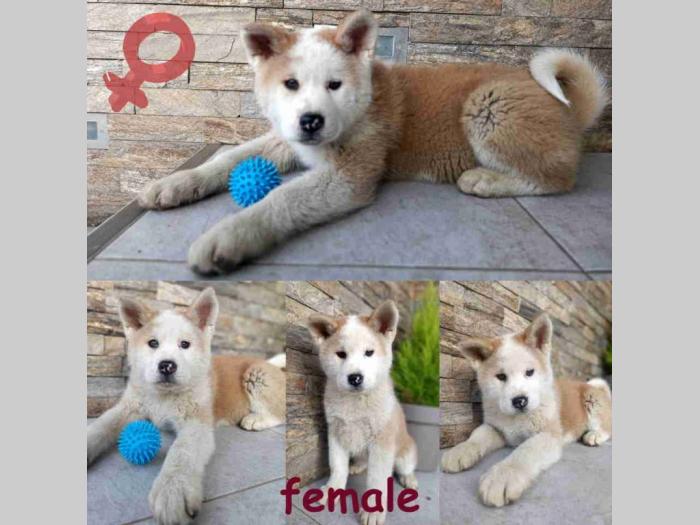 japanska akita štenci besplatni mali oglasi