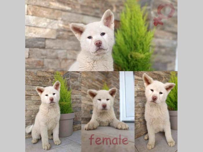 japanska akita štenci besplatni mali oglasi