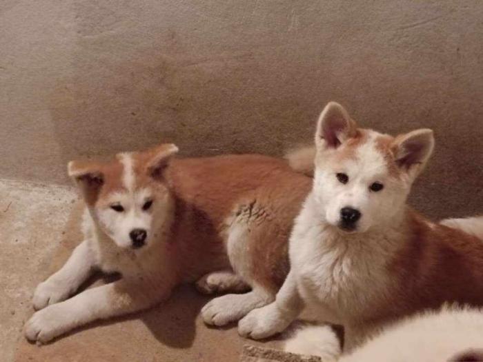 japanska akita štenci besplatni mali oglasi