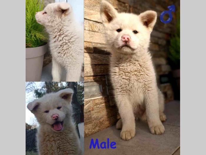 japanska akita štenci besplatni mali oglasi