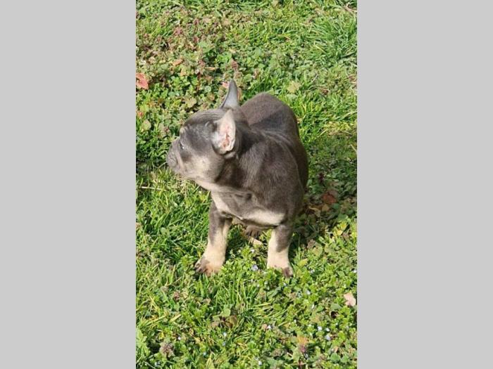 francuski buldog štene besplatni mali oglasi