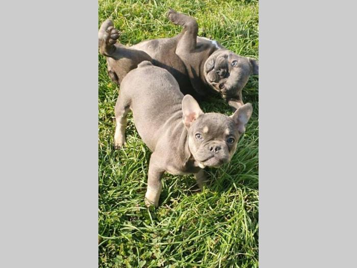 francuski buldog štene besplatni mali oglasi