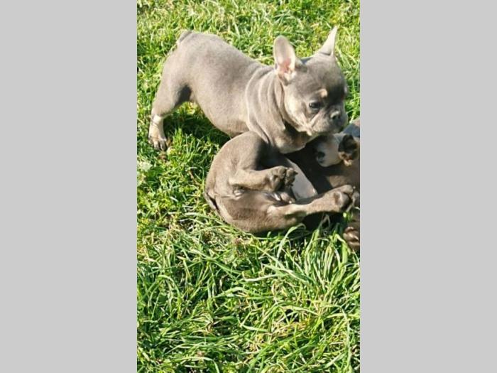 francuski buldog štene besplatni mali oglasi