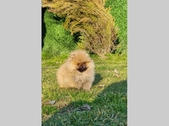 pomeranci boo štenci besplatni mali oglasi