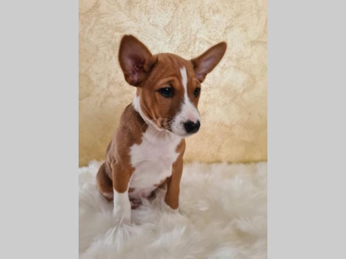 basenji štene besplatni mali oglasi