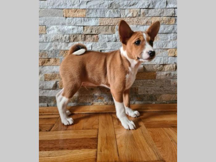 basenji štene besplatni mali oglasi