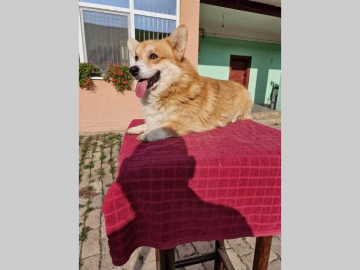 korgi štenci besplatni mali oglasi