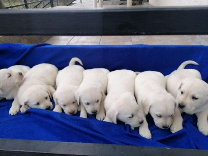 čistokrvni labradora štenci besplatni mali oglasi