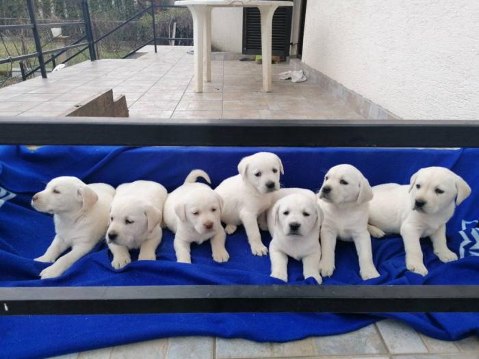 čistokrvni labradora štenci besplatni mali oglasi