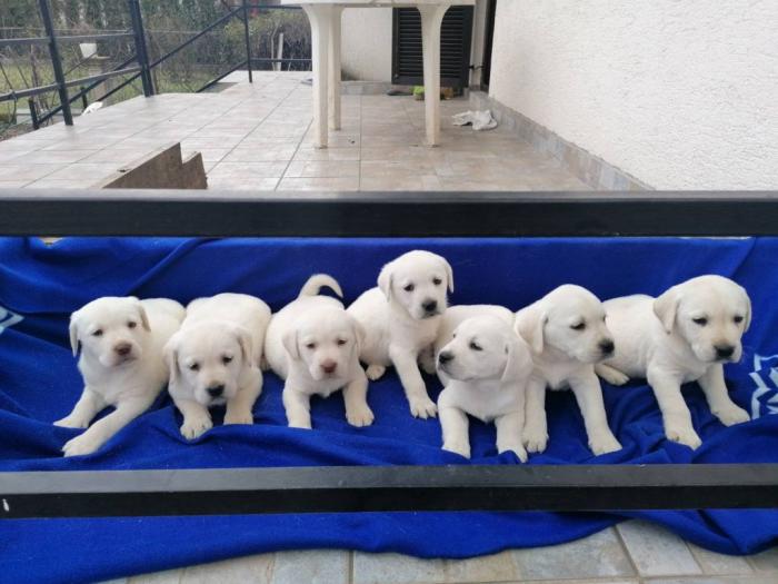 čistokrvni labradora štenci besplatni mali oglasi