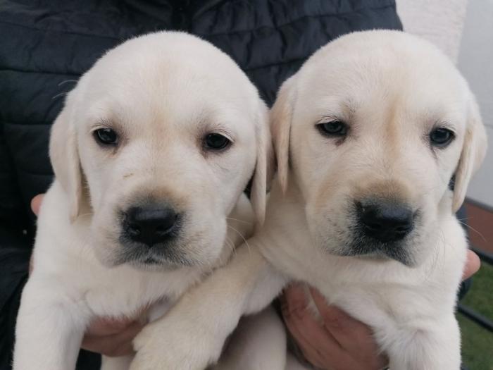 čistokrvni labradora štenci besplatni mali oglasi