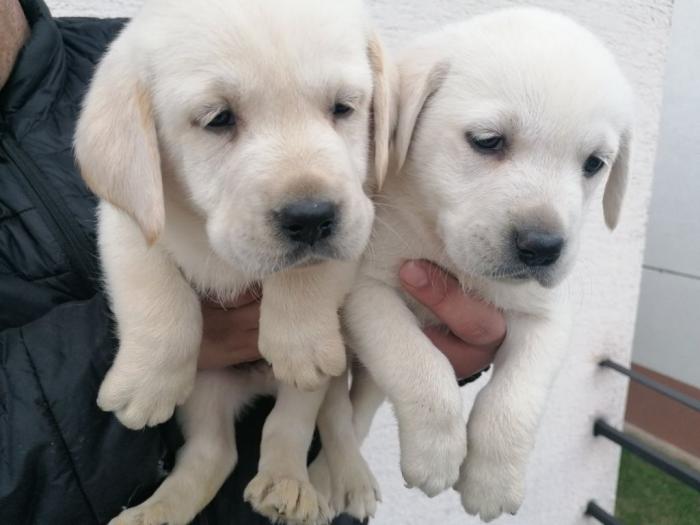 čistokrvni labradora štenci besplatni mali oglasi
