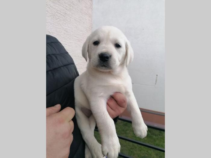čistokrvni labradora štenci besplatni mali oglasi