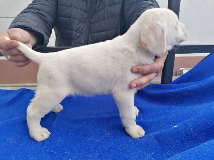 čistokrvni labradora štenci besplatni mali oglasi