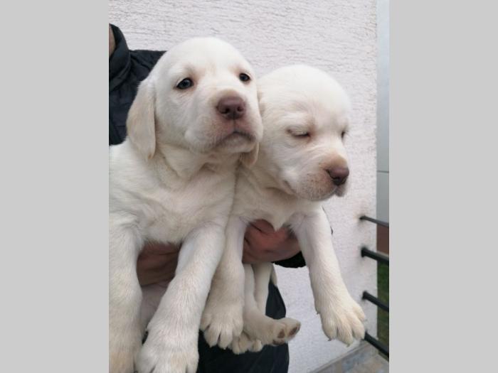 čistokrvni labradora štenci besplatni mali oglasi