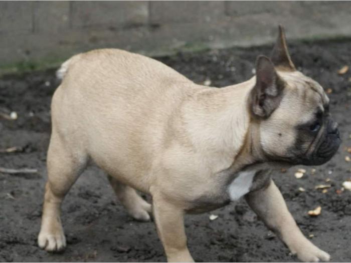 francuski buldog štenci besplatni mali oglasi
