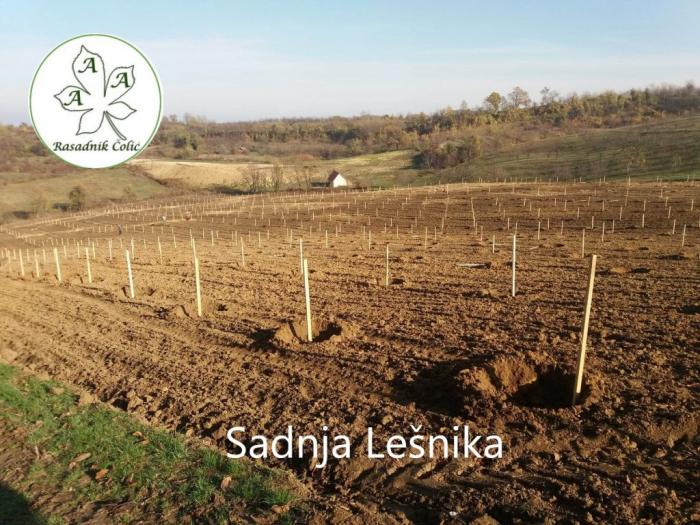 sadnice i odgovor kako podići kvalitetan voćnjak i vinograd  besplatni mali oglasi